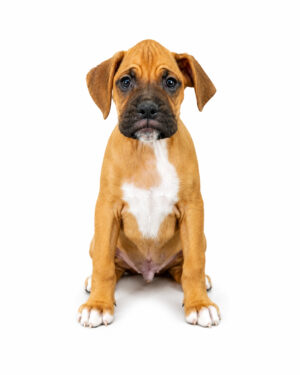 BOXER 1424 BOY