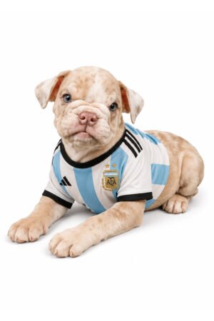 BULLDOG 2563 BOY