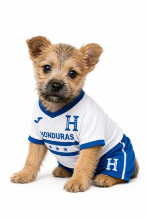 CAIRN TERRIER 4955 BOY