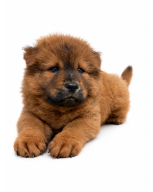 CHOW CHOW 2451 BOY