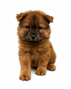 CHOW CHOW 6695 BOY