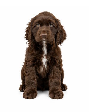 COCKER SPANIEL 1071 BOY