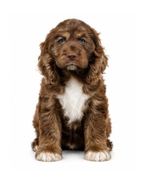 COCKER SPANIEL 1080 GIRL