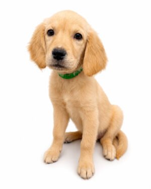 GOLDEN RETREIVER 2282 GIRL