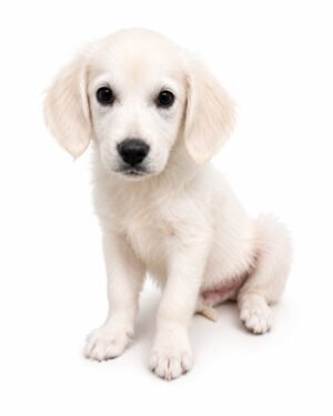 GOLDEN RETREIVER 3453 BOY