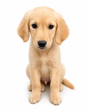 GOLDEN RETREIVER 4022 BOY