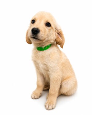GOLDEN RETREIVER 7856 BOY