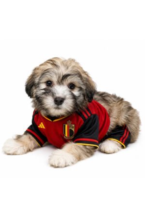HAVANESE 2151 GIRL
