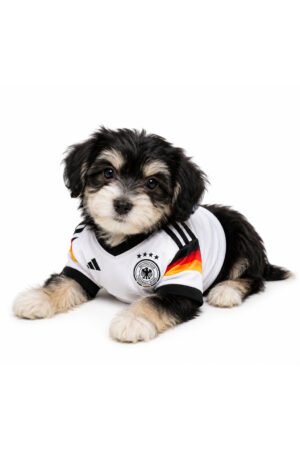 HAVANESE 2154 BOY