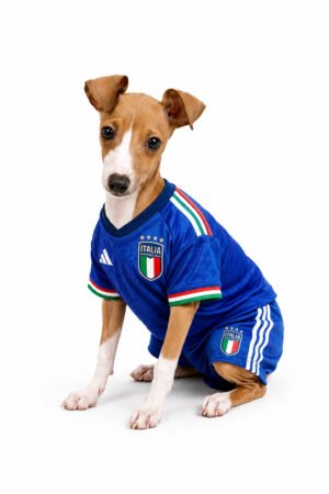 ITALIAN GREYHOUND 3435 BOY