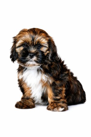 LHASA APSO 4006 BOY