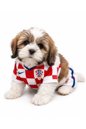 LHASA APSO 2352 GIRL