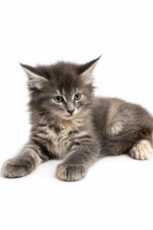 MAINE COON 2290 GIRL