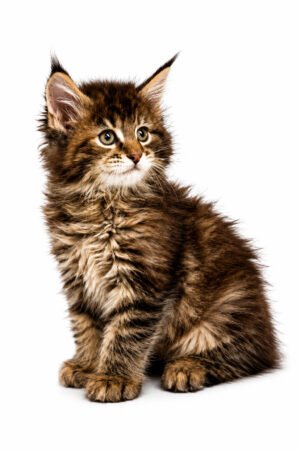 MAINE COON 2677 GIRL