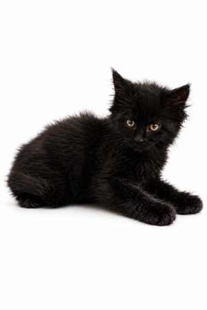 MAINE COON 4323 BOY