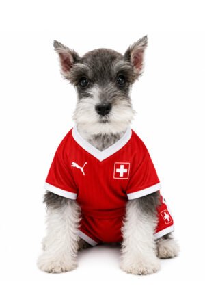 MINSCHNAUZER 0280 BOY