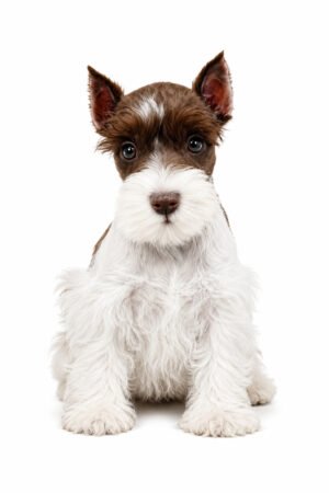 MIN SCHNAUZER 0432 GIRL