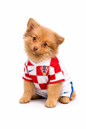 POMERANIAN 5410 BOY