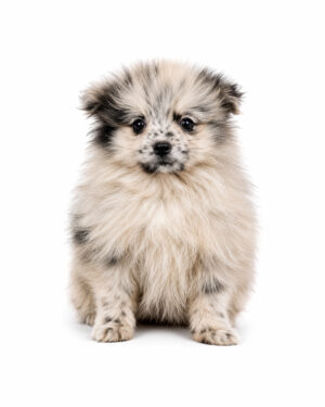 POMERANIAN 0523 BOY