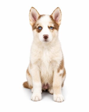 POMSKY 9690 BOY