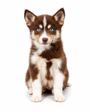 POMSKY 9791 BOY