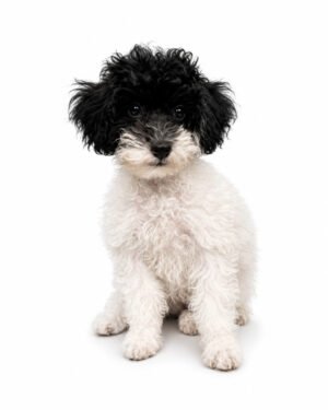 POODLE 3467 GIRL