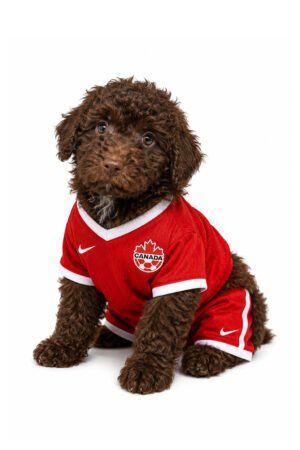 POODLE 2272 BOY