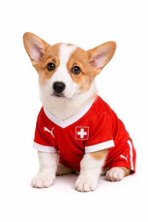 PEMBROKE WELSH CORGI 2204 GIRL