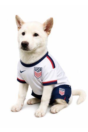 SHIBA INU 2844 BOY