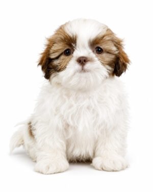 SHIH TZU 0550 BOY
