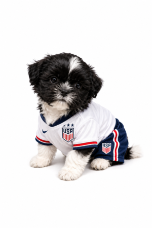 SHIH TZU 2256 BOY