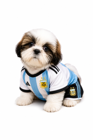 SHIH TZU 3571 BOY