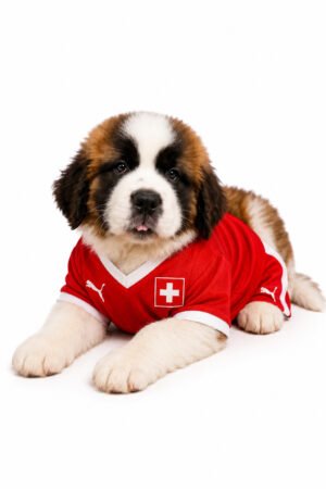 SAINT BERNARD 2645 GIRL