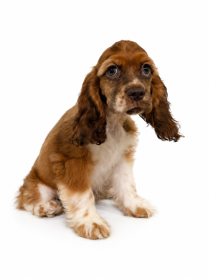 COCKER SPANIEL 3631 GIRL