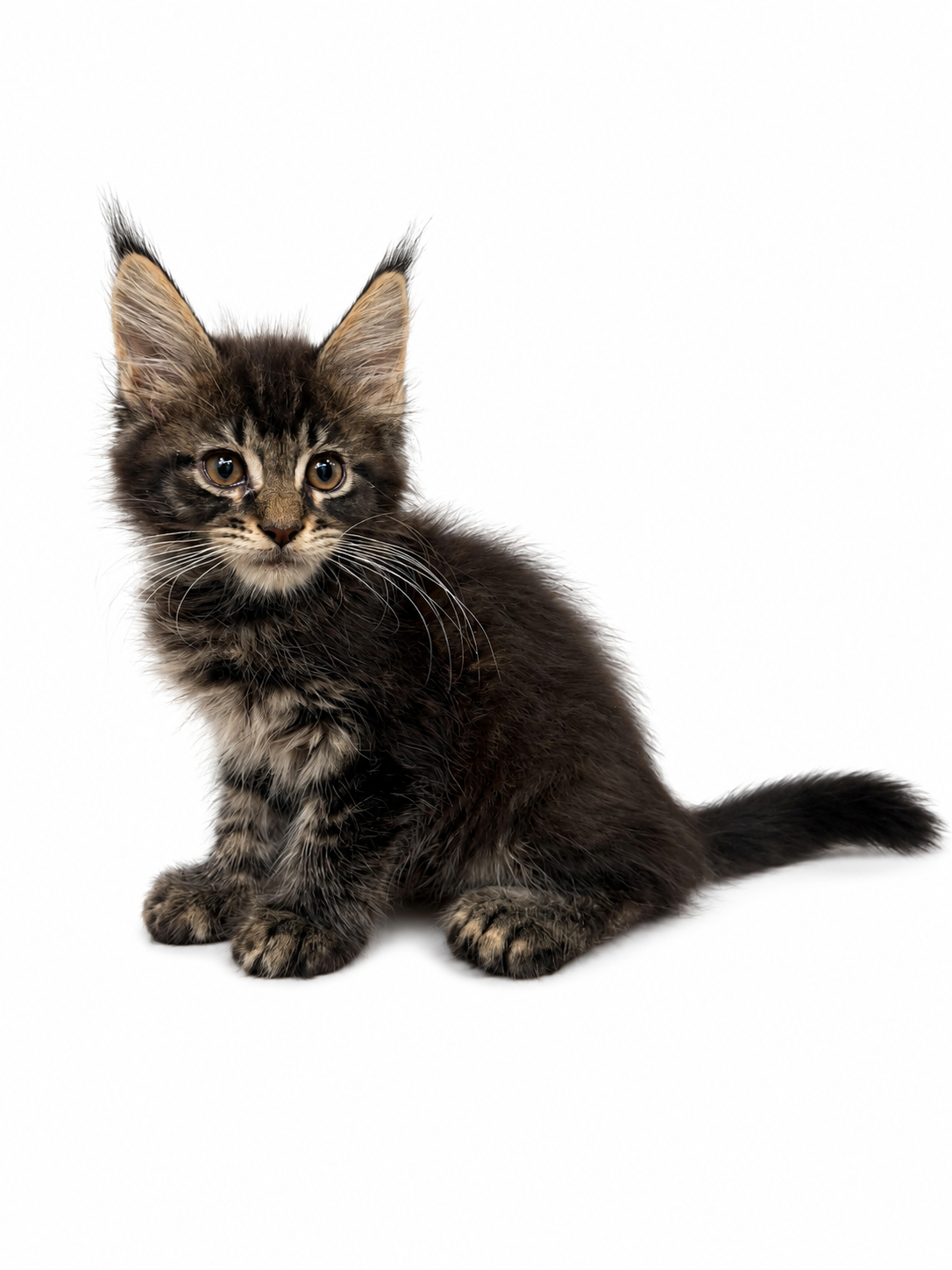 MAINE COON (POLYDACTYL) 3988 BOY