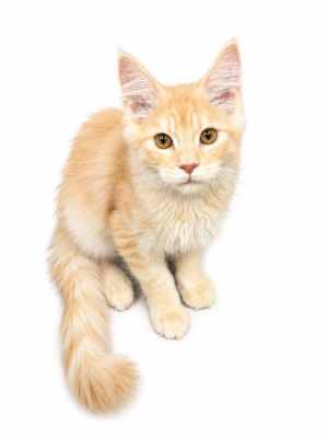 MAINE COON 2879 BOY
