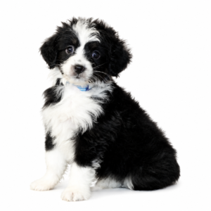 AUSSIEDOODLE 5035 BOY