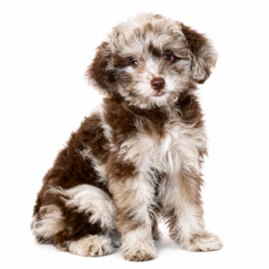 AUSSIEDOODLE 5168 GIRL