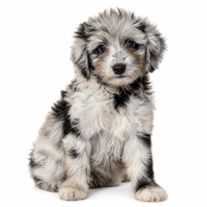 AUSSIEDOODLE 5169 GIRL