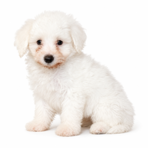BICHON 5056 BOY