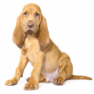 BLOODHOUND 5171 BOY
