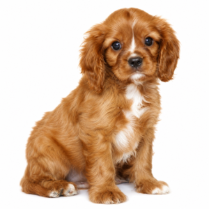 CAVALIER KING 5180 BOY