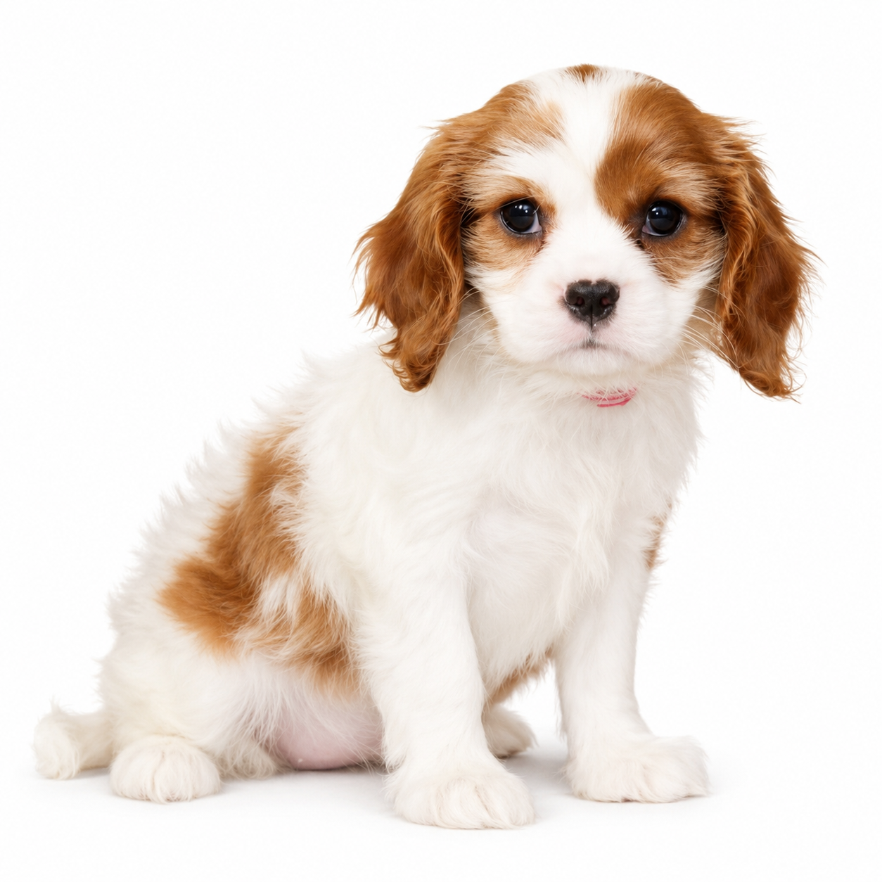 CAVALIER KING 0483 GIRL