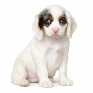 CAVALIER KING 4822 BOY