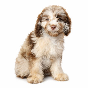 COCKAPOO 5177 BOY