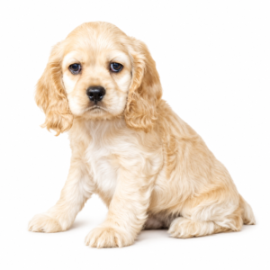 COCKER SPANIEL 5094 BOY
