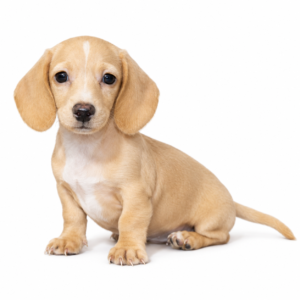 DACHSHUND 5218 BOY