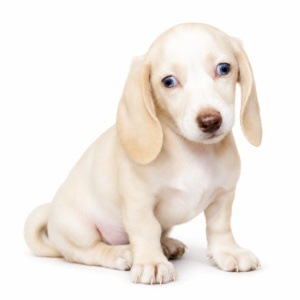 DACHSHUND 5220 GIRL