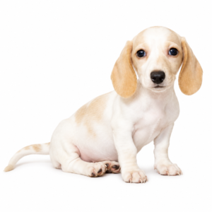 DACHSHUND 5241 GIRL