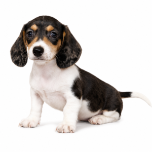 DACHSHUND 5242 GIRL